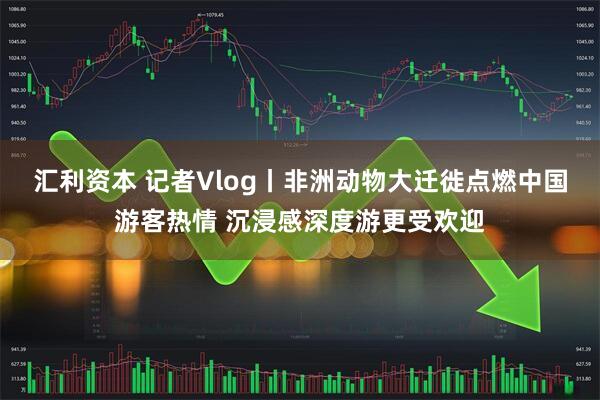 汇利资本 记者Vlog丨非洲动物大迁徙点燃中国游客热情 沉浸感深度游更受欢迎